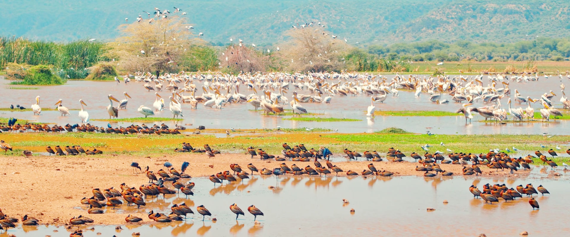 Best Lake Manyara National Park Day Tour 2027, 2028 & 2029