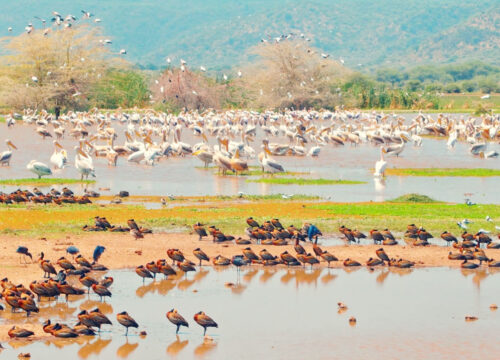 Lake Manyara National Park: 7 Amazing Safari Highlights