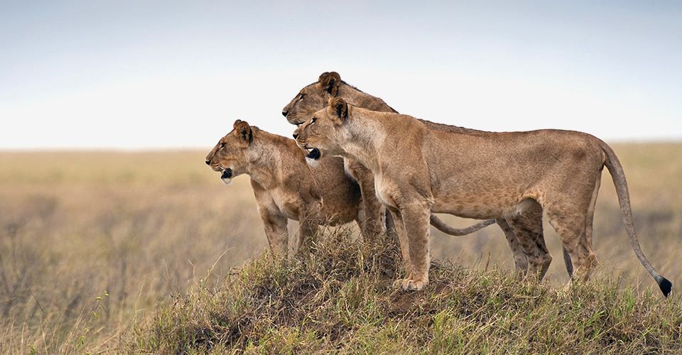 Lion in Serengeti National Park Tanzania