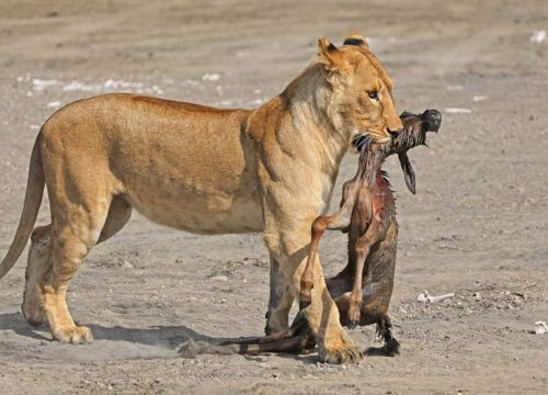 Best 14-Day Northern Tanzania Safari and Zanzibar 2027, 2028 & 2029