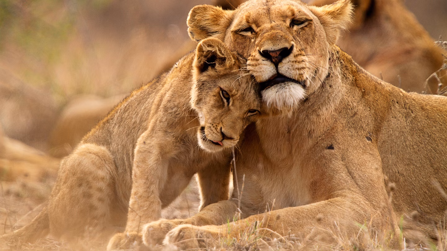 Tanzania safari with Gowitos Safaris and Holidays