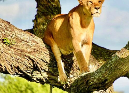 4-Day Best Safari: Tarangire, Serengeti and Ngorongoro 2027, 2028 & 2029