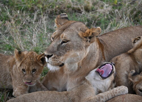 Best 6-Day Tanzania Big Game and Ndutu Migration Safari 2027, 2028 & 2029
