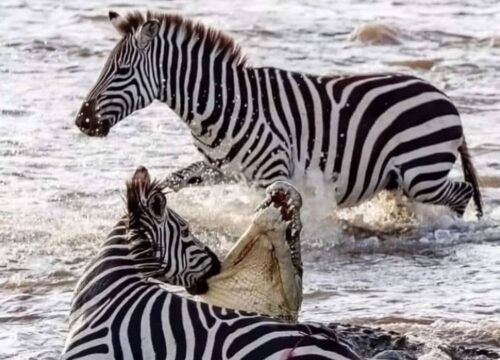 Best 7 Days Ndutu Calving Season and Great Migration Safari 2027, 2028 & 2029