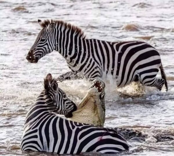 7 Inspiring USA Traveler Stories From Tanzania Safaris