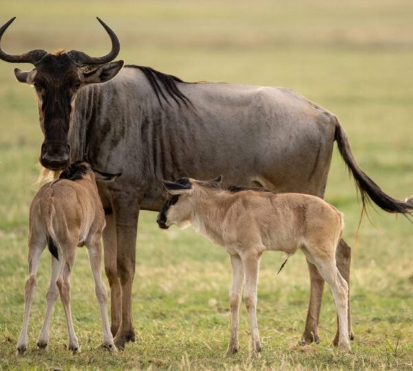 6-Day Ndutu Great Migration Safari