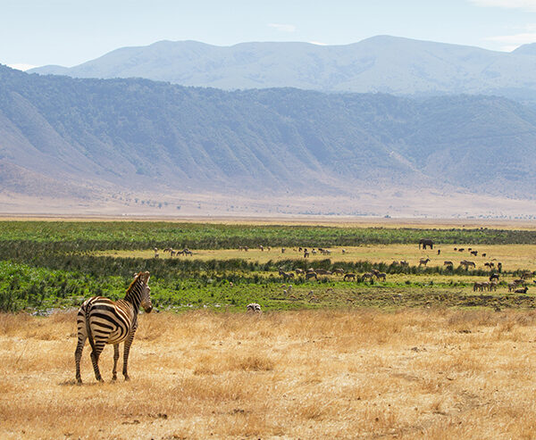 Ngorongoro Conservation Area: 9 Amazing Safari Highlights