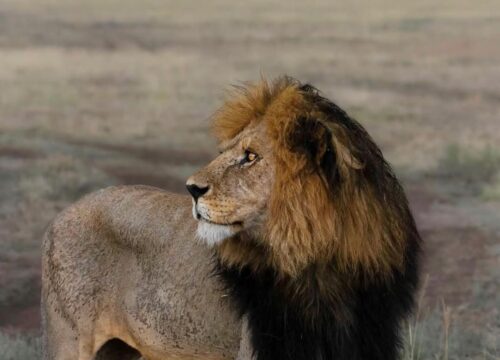 Best 6 Days Tanzania Wilderness Safari 2027, 2028 & 2029
