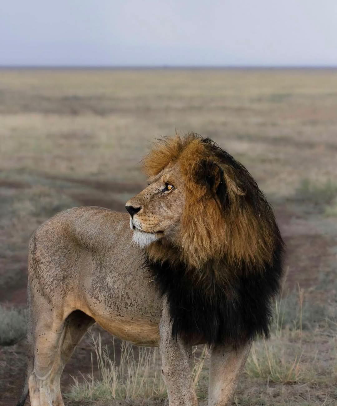 Best 6 Days Tanzania Wilderness Safari 2027, 2028 & 2029