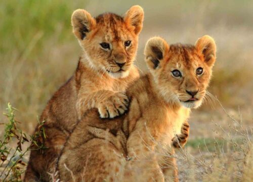 Safari de Luxe ou Safari Aventure en Tanzanie : le Guide Ultime pour Bien Choisir