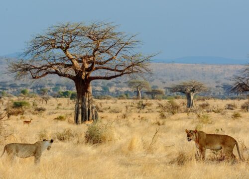 Ruaha National Park: 9 Incredible Safari Experiences in Tanzania