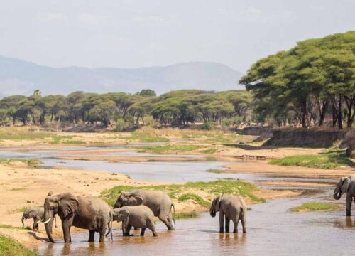 Top 15 Safari Animals to See in Africa