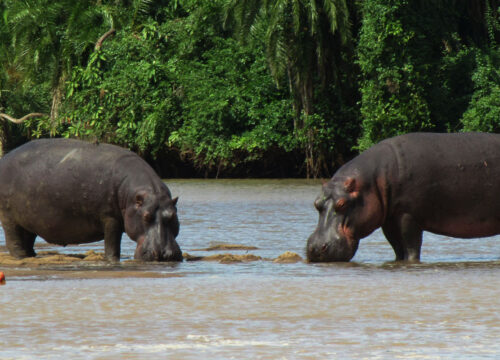 Saadani National Park: 9 Incredible Bush-and-Beach Experiences