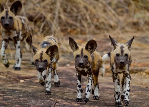 Best 5 Days Tanzania Safari Adventure 2027, 2028 & 2029