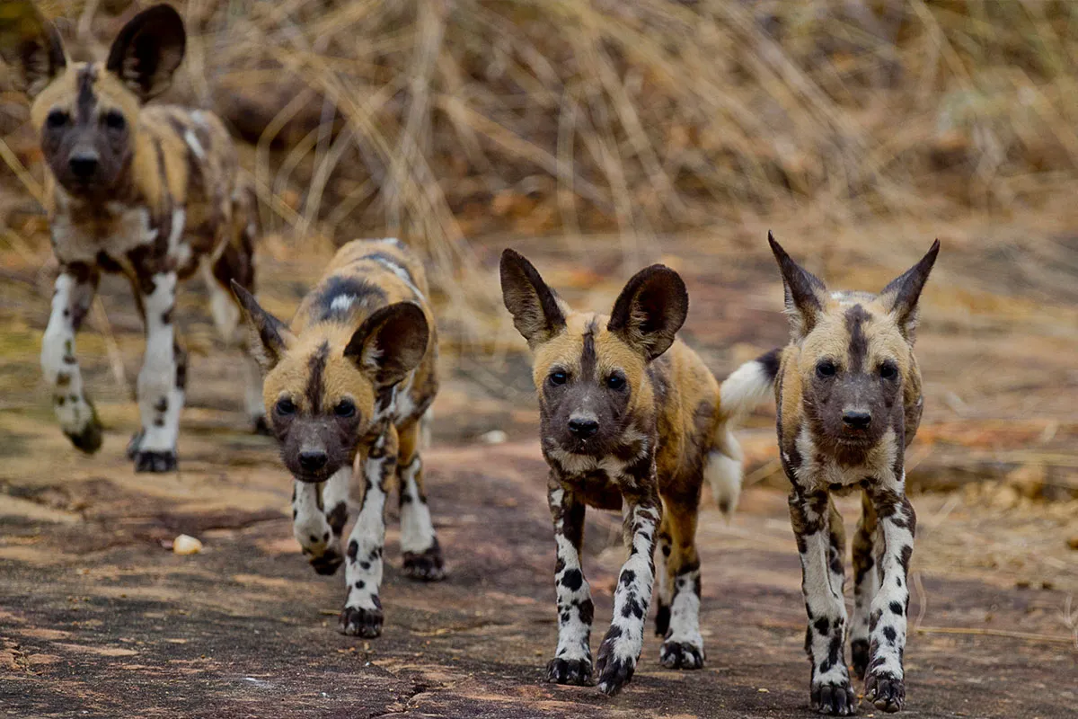 Best 5 Days Tanzania Safari Adventure 2027, 2028 & 2029