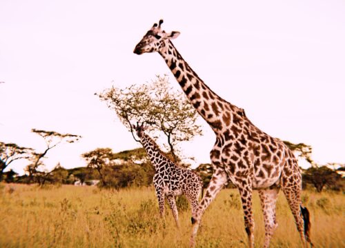 Safari en Tanzanie & Séjour à Zanzibar : 12 Jours de Rêve en 2027, 2028 et 2029