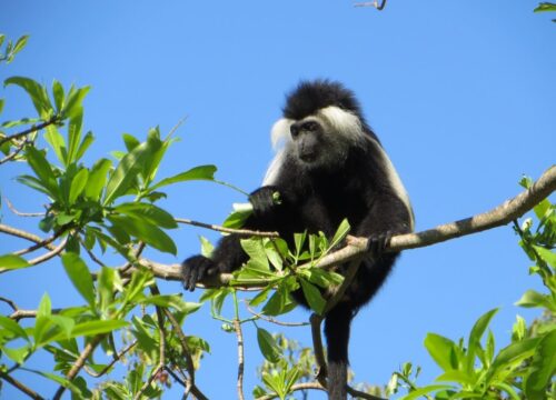Udzungwa National Park: 9 Amazing Experiences for 2027–2029