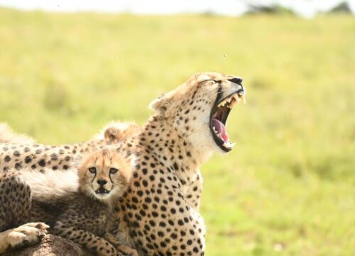 Best 7 Days Mid-Range Zanzibar and Mikumi Safari 2027, 2028 & 2029