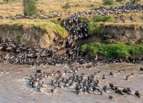 Best 5-Day Tanzania Wildebeest Migration Safari: July to September 2027, 2028 & 2029