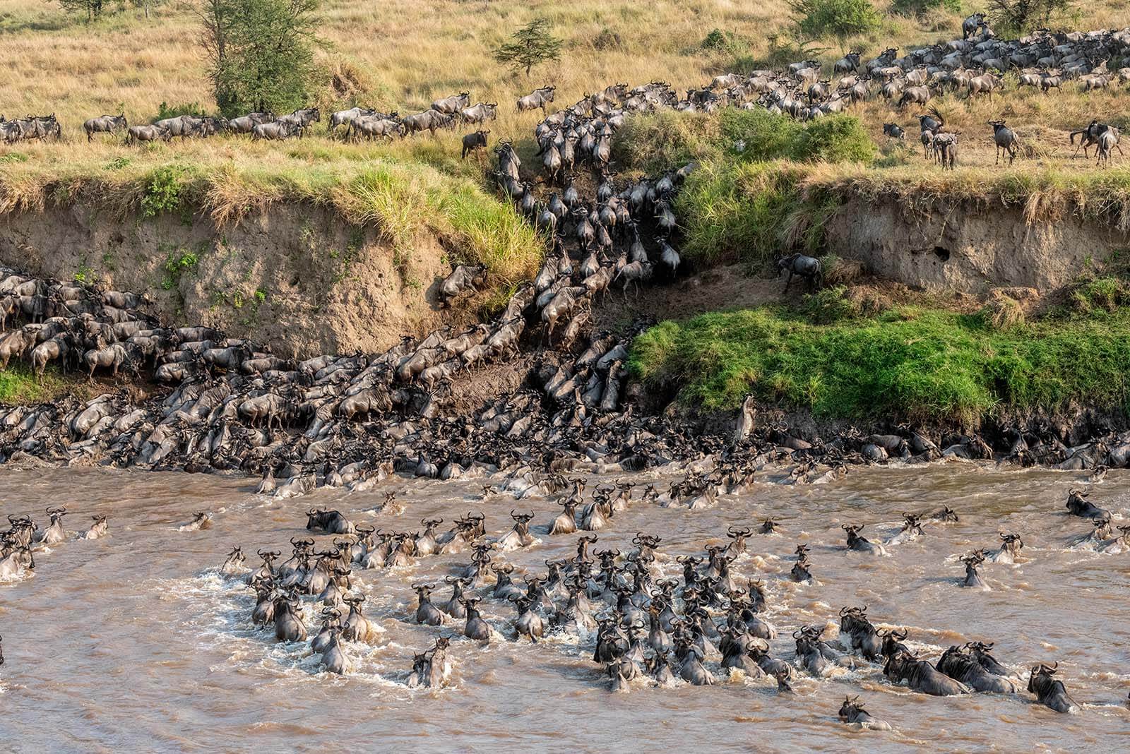 Wildebeest crossing a river during the Great Migration