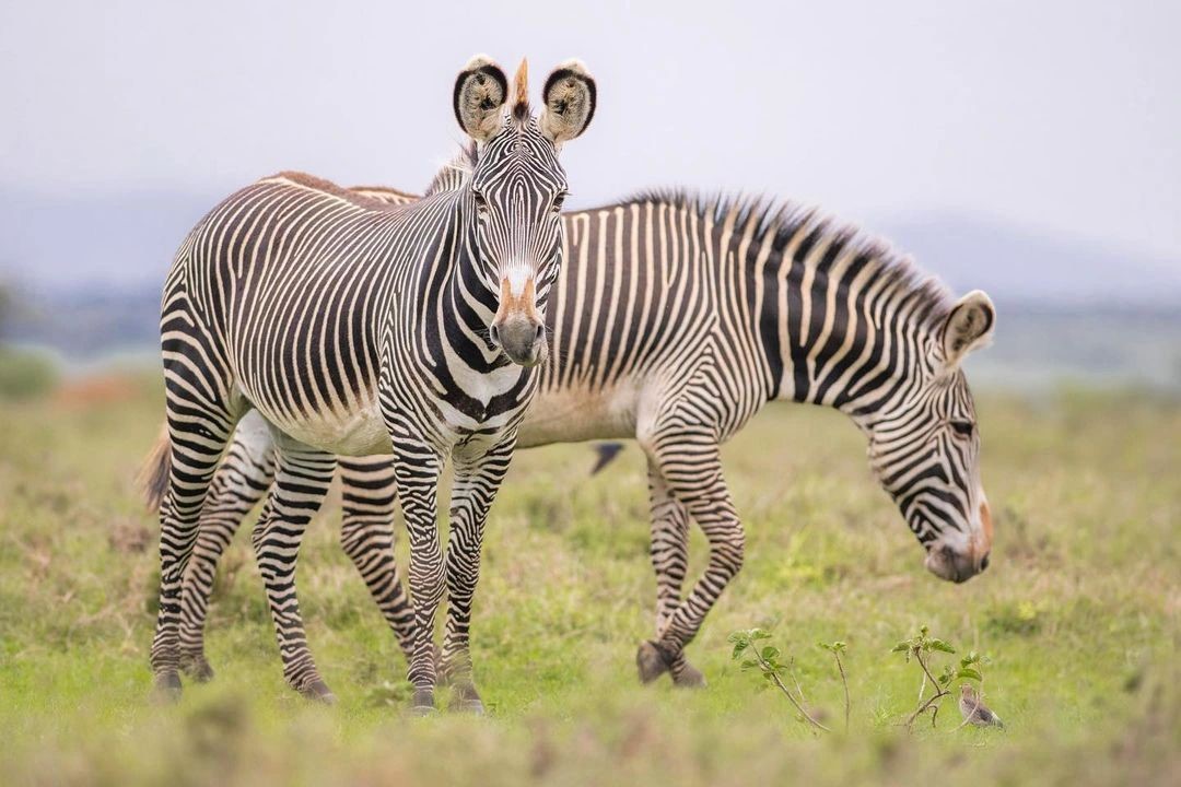 Zebras on the plains during a family safari in Tanzania
