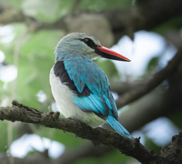 2-Days Tanzania Safari Adventure | Unforgettable Adventure