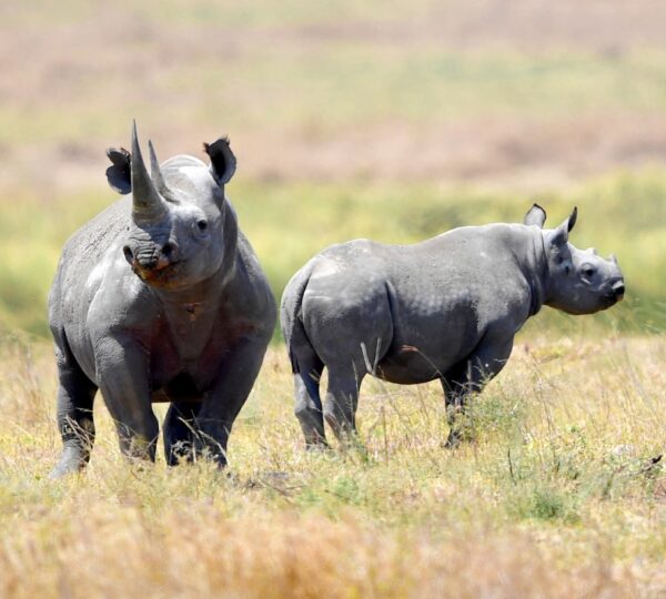 3-Days Serengeti and Ngorongoro Safari