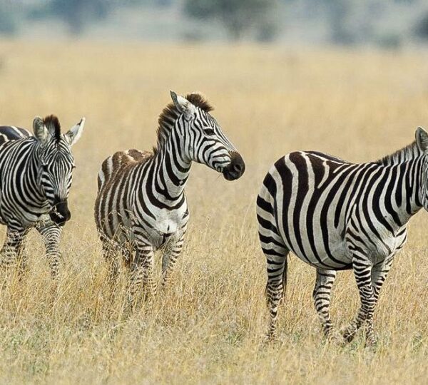 5-Day Best Family Safari Experiences in Tanzania 2026, 2027