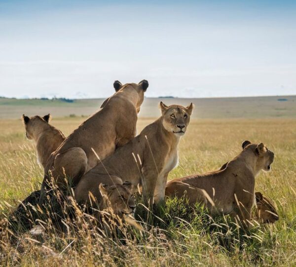 3-Days Serengeti and Ngorongoro Safari