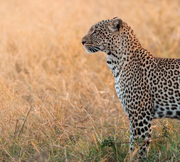 7 Day luxury all inclusive epic safari
